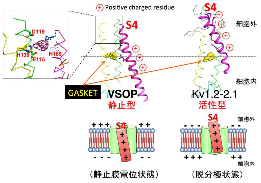 膜電位センサーとして静的状態を示すVSOPの結晶構造