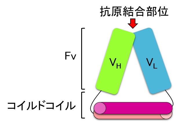 Fv-clasp のデザイン