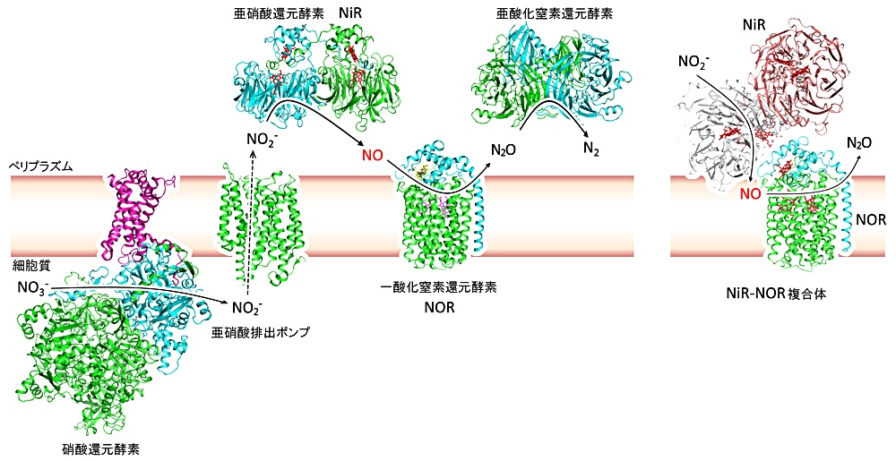 脱窒に関わるタンパク質の構造と本研究で明らかにした亜硝酸還元酵素（NiR）-一酸化窒素還元酵素複合体（NOR）の構造