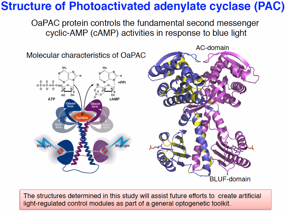 Structure of Photoactivated adenylate cyclase (PAC)