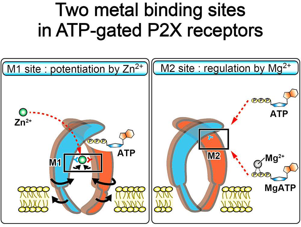 Two metal binding sites in ATP-gated P2X receptors