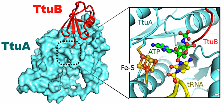 （左）TtuA-TtuB複合体の結晶構造。（右）TtuA-TtuB-tRNA-FeS-ATP 5者複合体モデルにおける、反応中心の拡大図。