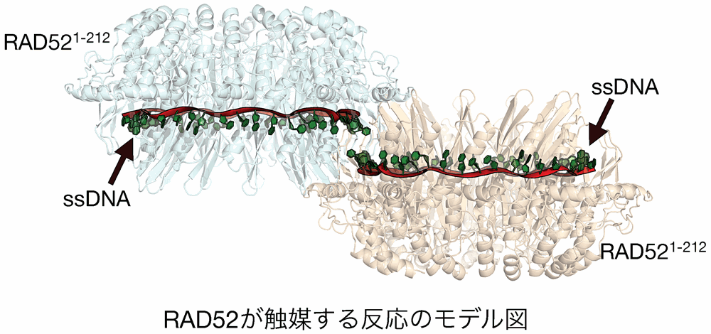 RAD52が触媒する反応のモデル図