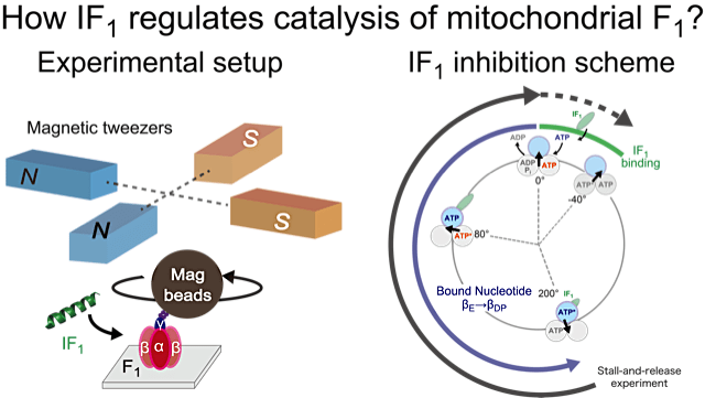 How IF1 regulates catalysis of mitochondrial F1?