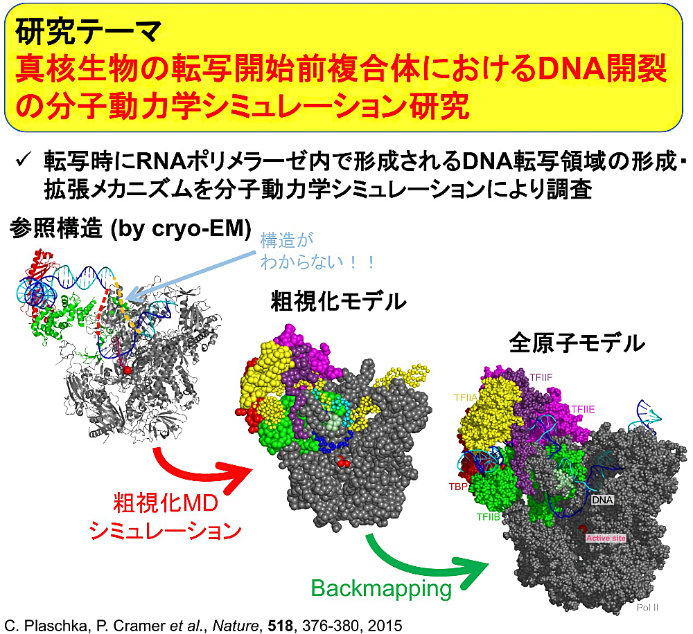 真核生物の転写開始前複合体におけるDNA開裂の分子動力学シミュレーション研究