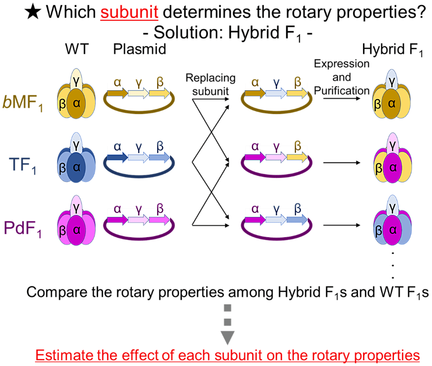 Which subunit determines the rotary properties? - Solution: Hybrid F1 -