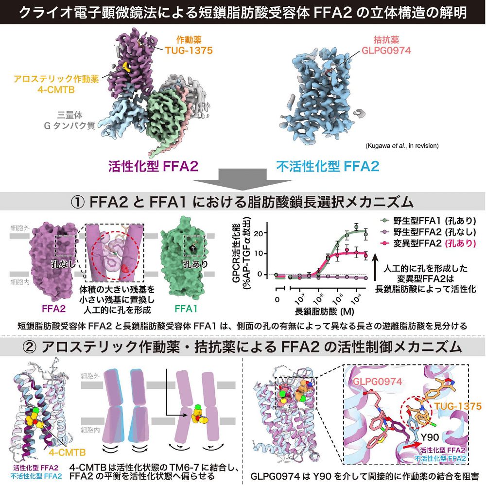 クライオ電子顕微鏡法による短鎖脂肪酸受容体FFA2の立体構造の解明