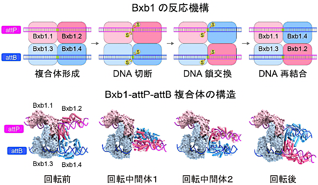 Bxb1の反応機構、Bxb1–attP–attB複合体の構造