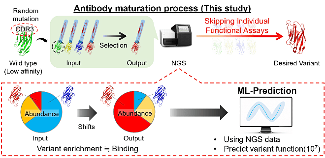 ML-assisted affinity maturation workflow without Functional assay